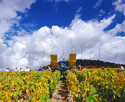 Harvesting in Les Clos vineyard of   William Fvre Chablis Yonne France   Chablis Grand Cru