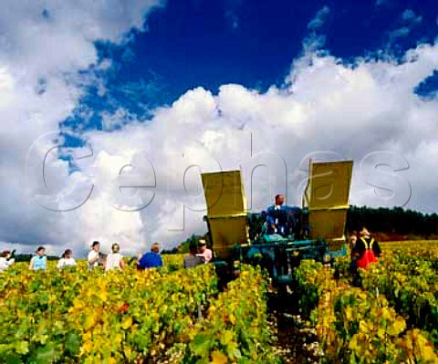 Harvesting in Les Clos vineyard of   William Fvre Chablis Yonne France   Chablis Grand Cru
