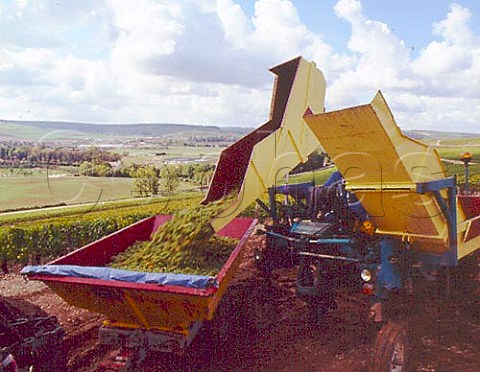Tipping hand picked Chardonnay grapes into a trailer   in Les Clos vineyard of William Fevre Chablis   Yonne France Chablis Grand Cru