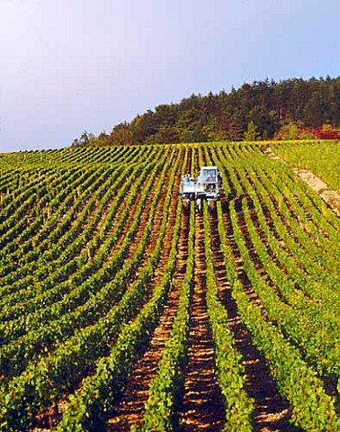Machine harvesting in Les Clos vineyard of Domaine   Moreau Chablis Yonne France   Chablis Grand Cru