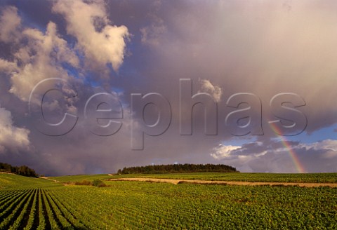 Harvesttime rainbow over Fourchaume vineyard Chablis Yonne France Chablis Premier Cru