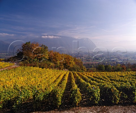 Autumnal vineyard above Apremont Savoie France  AC Vin de SavoieApremont