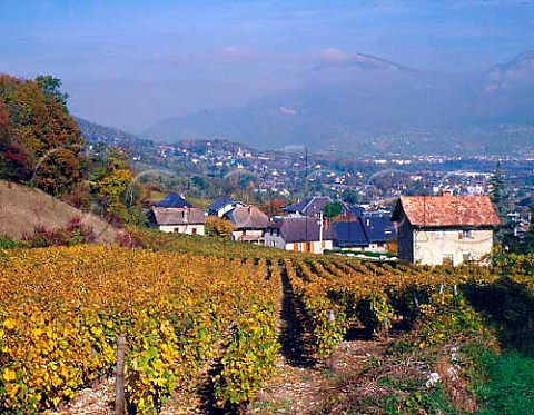 Autumnal vineyard at Apremont Savoie France   AC Vin de SavoieApremont