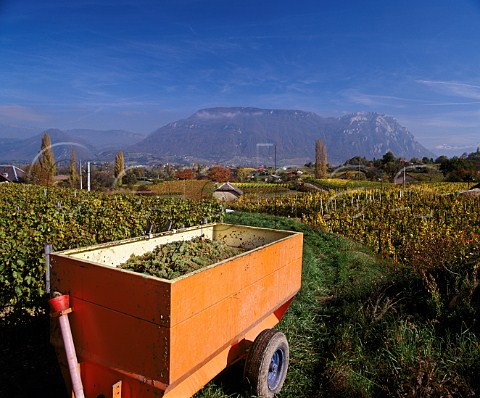 Harvest time in the vineyards near Apremont Savoie   France AC Vin de SavoieApremont