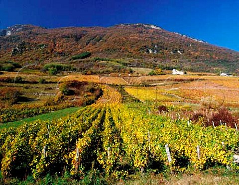 Autumnal vineyards on the slopes above Arbin   Savoie France AC Vin de SavoieArbin