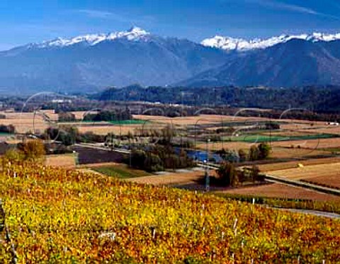 Autumnal vineyards on the slopes of the Isere Valley   above Cruet Savoie France AC Vin de SavoieCruet