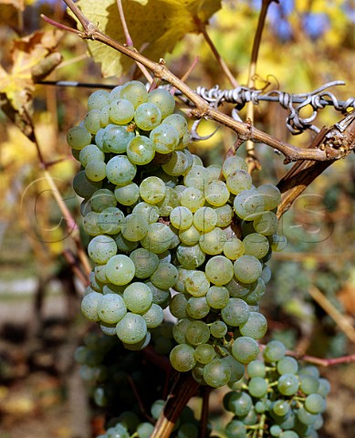 Riesling grapes in early November  Westhalten HautRhin France  Alsace