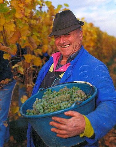 Harvesting Riesling grapes of Marcel Lipp in early  November in the Grand Cru Pfersigberg vineyard  Eguisheim HautRhin France  Alsace