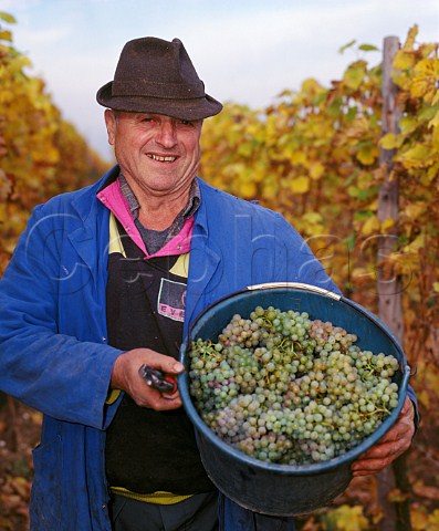 Harvesting Riesling grapes of Marcel Lipp in early   November in the Grand Cru Pfersigberg vineyard   Eguisheim HautRhin France  Alsace