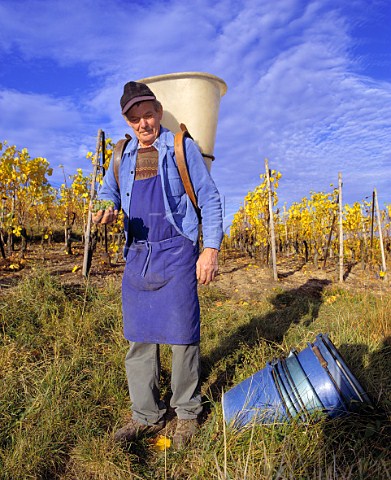 Hod carrier with Riesling grapes in early   November in the Grand Cru Pfersigberg vineyard of Marcel Lipp Eguisheim HautRhin France  Alsace