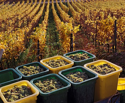 Harvested Riesling grapes of Marcel Lipp in early   November in the Grand Cru Pfersigberg vineyard   Eguisheim HautRhin France  Alsace