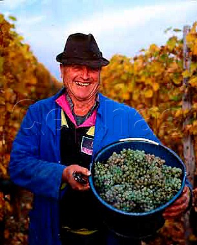 Harvesting Riesling grapes of Marcel Lipp in early   November in the Grand Cru Pfersigberg vineyard   Eguisheim HautRhin France  Alsace           