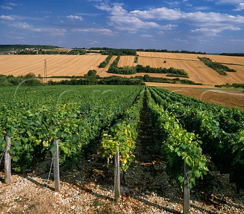 Vineyard on limestone soil at pineuil Near Tonnerre Yonne France Bourgogne pineuil