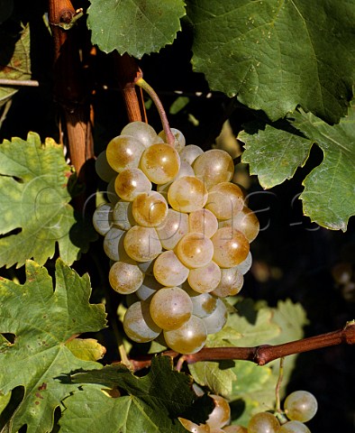 Assyrtiko grapes of Domaine Porto Carras   Sithonia Halkidiki Greece