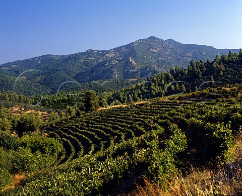 Vineyards of Domaine Porto Carras with Mount Meliton   beyond        Sithonia Halkidiki Greece