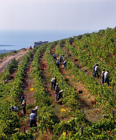 Harvest time in vineyard of Domaine Porto Carras above the Aegean Sea   Sithonia Halkidiki Greece  Ctes de Meliton