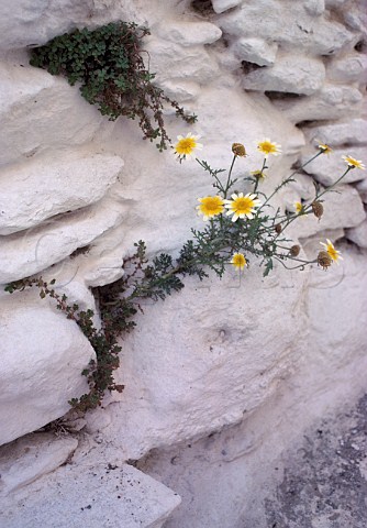 Flowers growing between rocks Sifnos   Greece