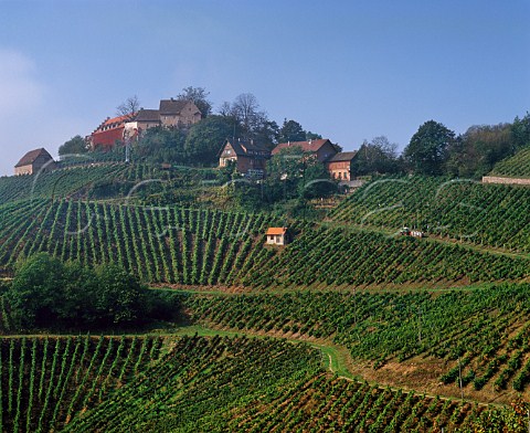 Harvest time in the vineyards at Schloss Staufenberg owned by the Margrave of   Baden  Durbach Baden Germany Ortenau