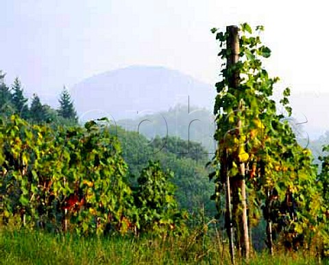 Vineyards of Schloss Staufenberg with the Black   Forest beyond Owned by the Margrave of Baden  Durbach Baden germany   Ortenau Bereich