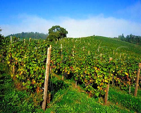 Vineyards of Schloss Staufenberg on the edge of the   Black Forest owned by the Margrave of Baden  Durbach Baden Germany   Ortenau Bereich