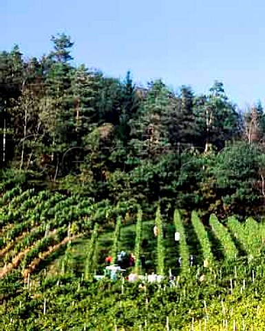 Harvesting in vineyard of Schloss Staufenberg on the   edge of the Black Forest Owned by the Margrave of   Baden   Durbach Baden Germany  Ortenau Bereich