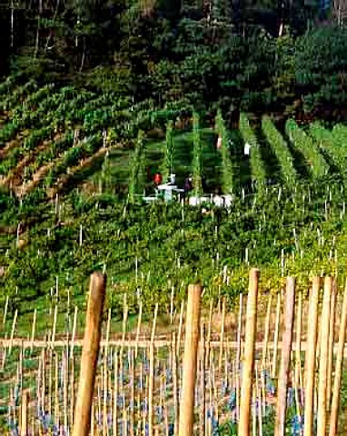 Harvesting in vineyard of Schloss Staufenberg on the   edge of the Black Forest Owned by the Margrave of   Baden     Durbach Baden Germany   Ortenau Bereich