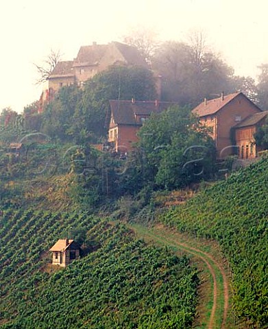 Schloss Staufenberg in the mist above its vineyards   Owned by the Margrave of Baden at Durbach Baden   Germany     Ortenau Bereich