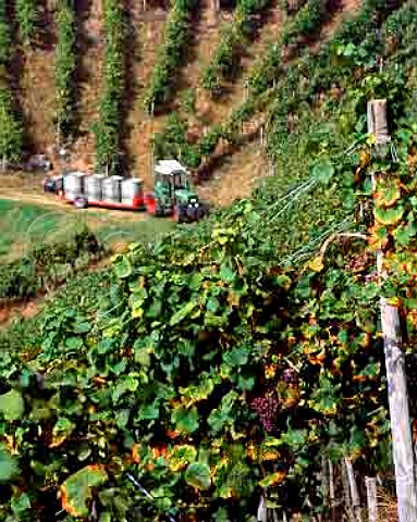 Harvest time in vineyard of Schloss Staufenberg at   Durbach Baden Germany     Ortenau Bereich