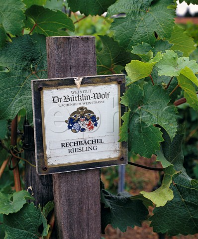 Marker post of Dr BrklinWolf in the Rechbchel vineyard Forst Pfalz Germany