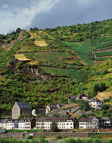 Vineyards above StGoarshausen and the River Rhine  Germany Mittelrhein