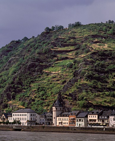 Terraced vineyards above village of StGoarshausen and the River Rhine Germany    Mittelrhein