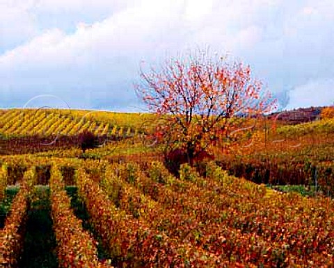 The Schonhell vineyard at Hallgarten Germany    Rheingau