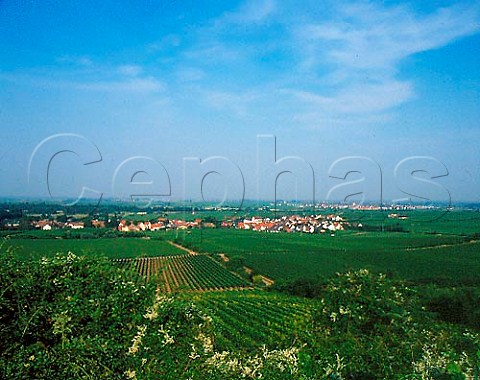 ForstanderWeinstrasse viewed from its vineyards   on the slopes of the Haardt mountains to the west of   the village Germany    Pfalz