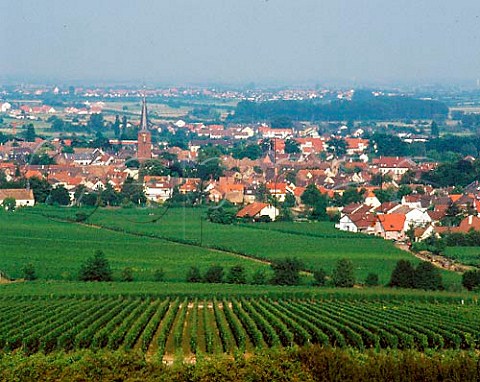Deidesheim viewed from its vineyards on the slopes   of the Haardt mountains Germany    Pfalz