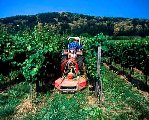 Summer hedging of Riesling vines and cutting of the   grass in the Paradiesgarten vineyard at Deidesheim   Germany    Pfalz