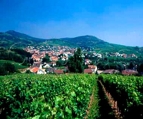 Vineyards around the town of Albertsweiler in the   foothills of the Haardt Mountains Germany    Sudpfalz