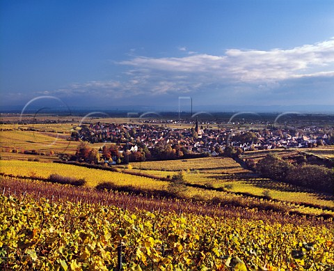 Autumnal Riesling vineyards surround the village of Deidesheim Pfalz Germany 