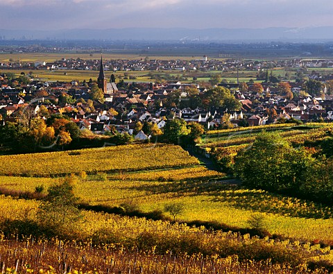 Autumnal Riesling vineyards surround the village of Deidesheim Pfalz Germany   