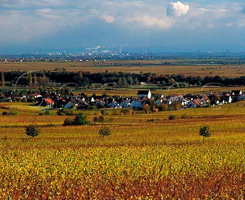 Autumnal Riesling vines surround the village of   Forst Germany Grosslage Mariengarten Pfalz