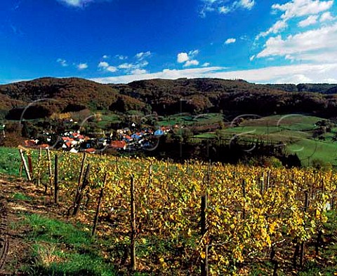 Autumnal vineyard in the Hemsberg einzellage above the village of Gronau near Bensheim Hessen Germany Hessische Bergstrasse