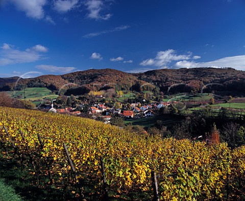 Vineyard above the village of Gronau near Bensheim Hessen Germany   Hessische Bergstrasse