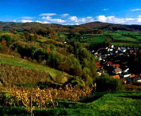 Vineyard in the Streichling einzellage above the   village of Zell near Bensheim Hessen Germany   Hessische Bergstrasse