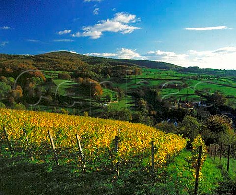 Vineyard in the Streichling einzellage above the   village of Zell near Bensheim Hessen Germany   Hessische Bergstrasse