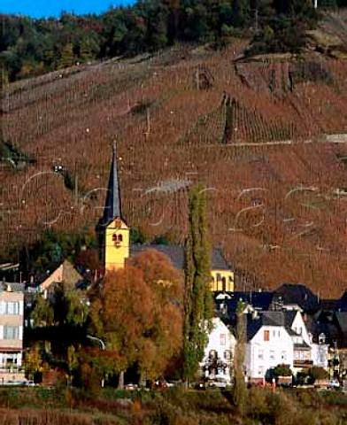 Village and church of Zeltingen at the foot of the   Schlossberg vineyard In early November the vine   leaves have been turned brown by the first frost of   autumn   Germany         Mosel