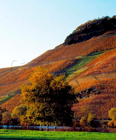 The steep Juffer Sonnenuhr vineyard in early   November after the leaves have been turned brown by a   frost Brauneberg Germany   Mosel