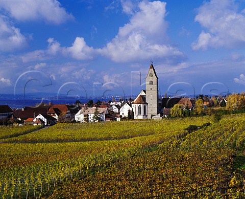 The Burgstall vineyard around the town of Hagnau on   the north shore of the Bodensee Baden Germany    Bodensee