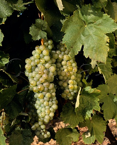 Fermint grapes Tokaj Hungary  Tokaji