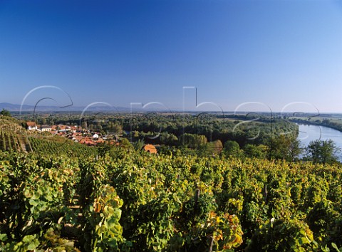 Vineyards above the Tisza River near its  confluence with the Bodrog River at Tokaj Hungary  Tokaji