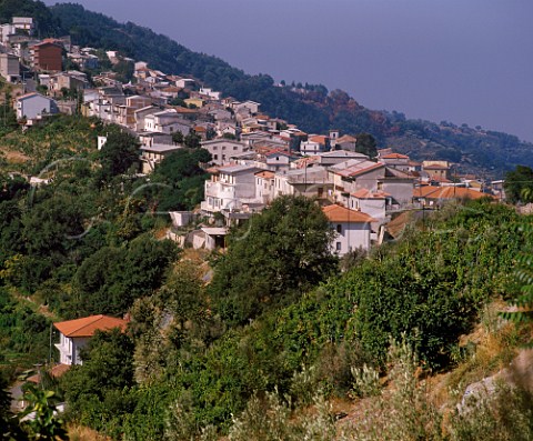 Vineyard at San Mango dAquino Calabria Italy   DOC Savuto