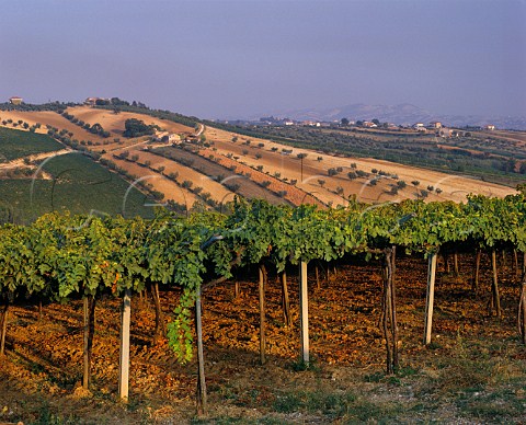 Vineyard by the winery of Dino Illuminati Controguerra Abruzzi Italy  Montepulciano dAbruzzo